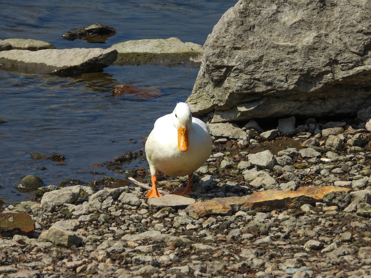 Mallard (Domestic type) - ML622940571