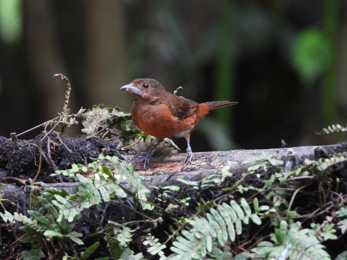 Silver-beaked Tanager - ML622940593