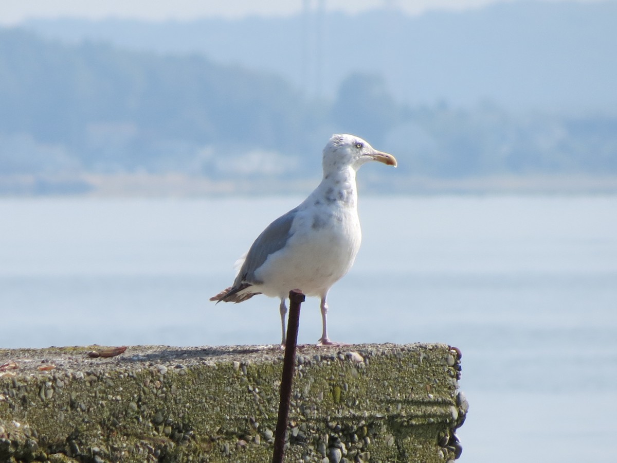 Herring Gull (American) - Luis Mendes