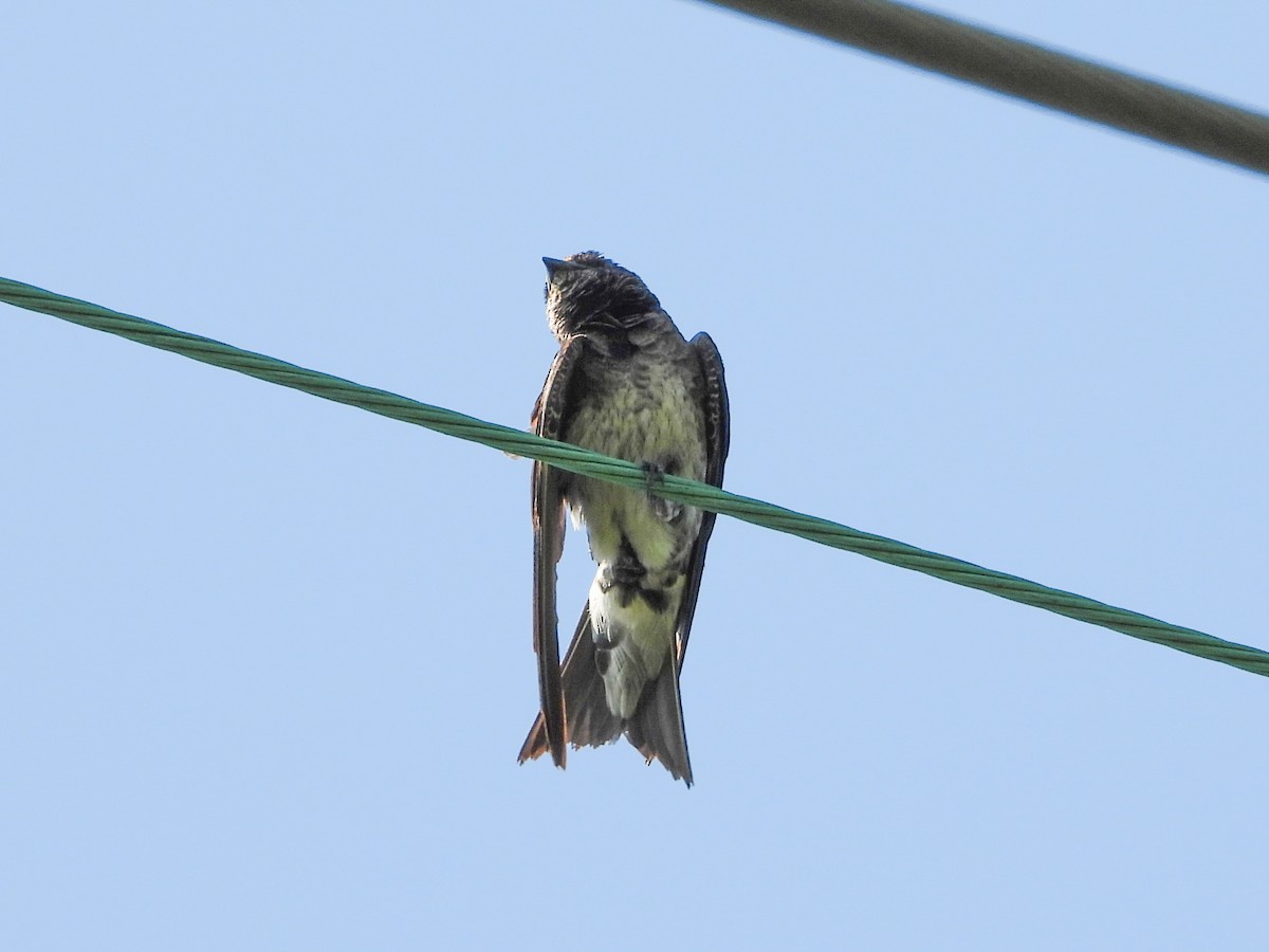 Purple Martin - ML622940614