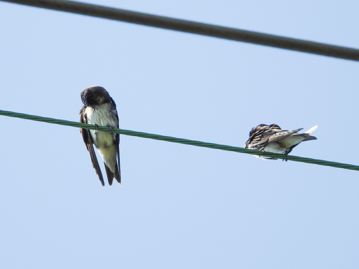 Purple Martin - ML622940615