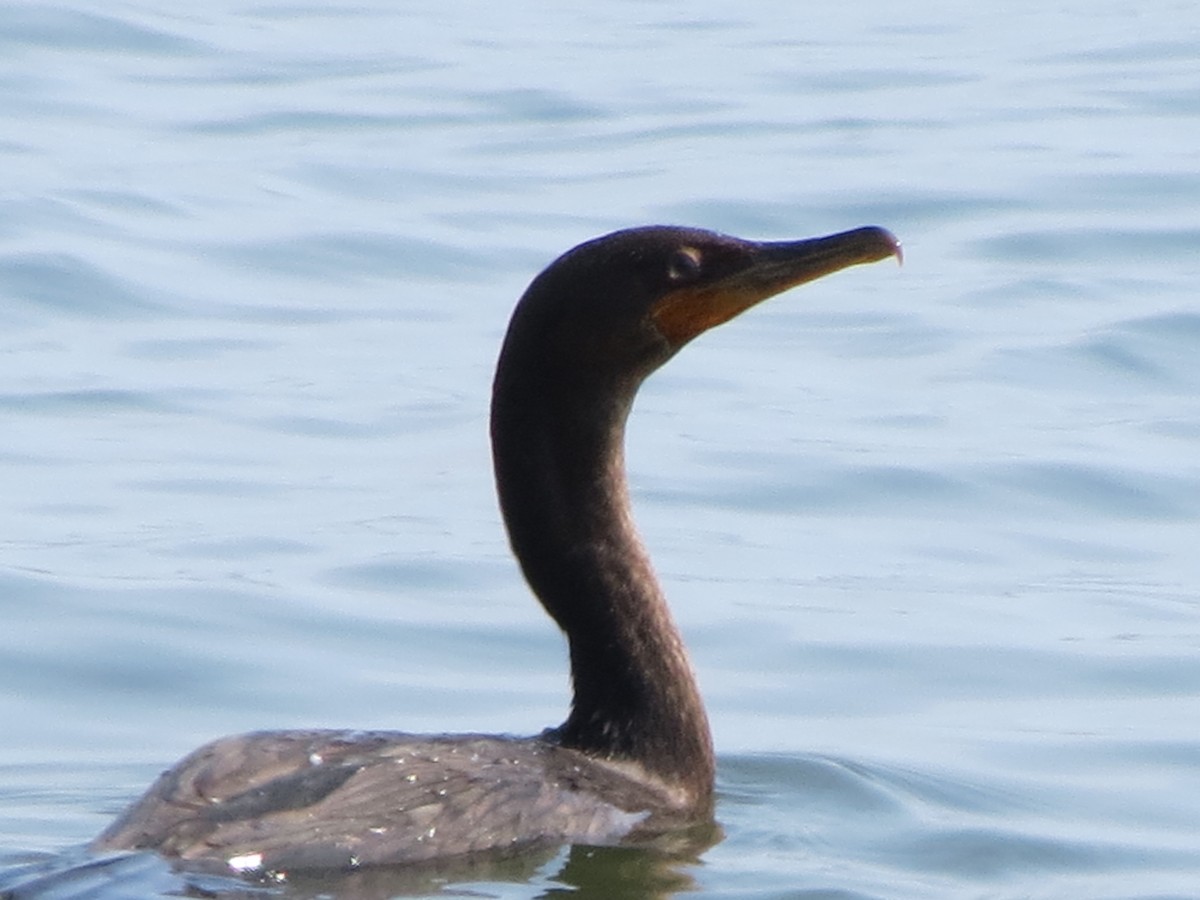 Double-crested Cormorant - ML622940622