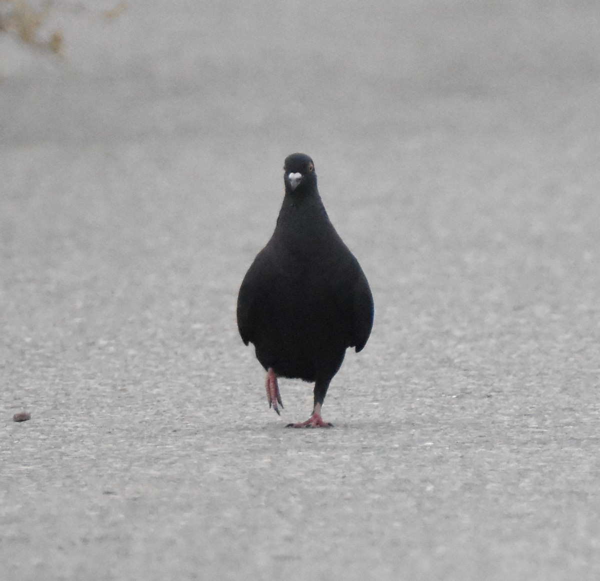 Rock Pigeon (Feral Pigeon) - ML622940629