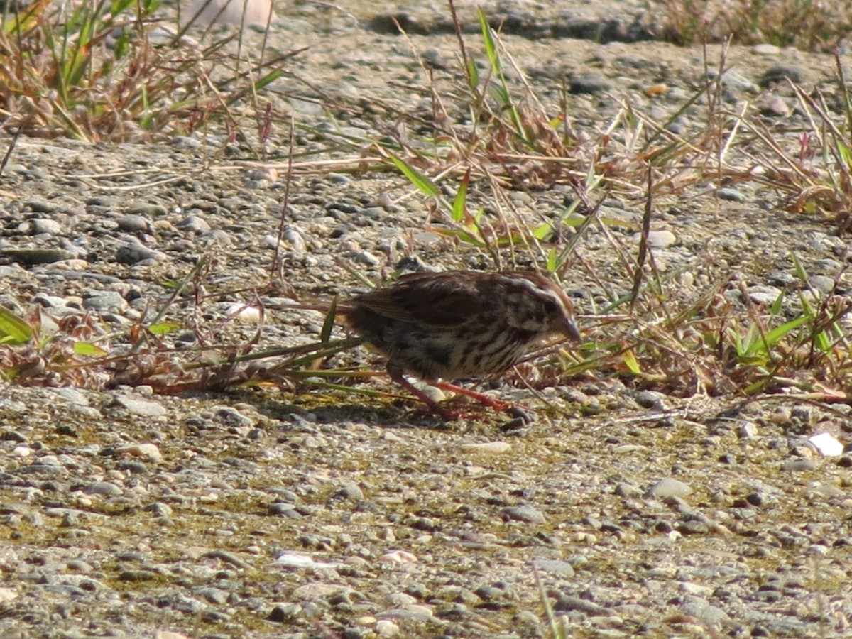 Song Sparrow - ML622940660