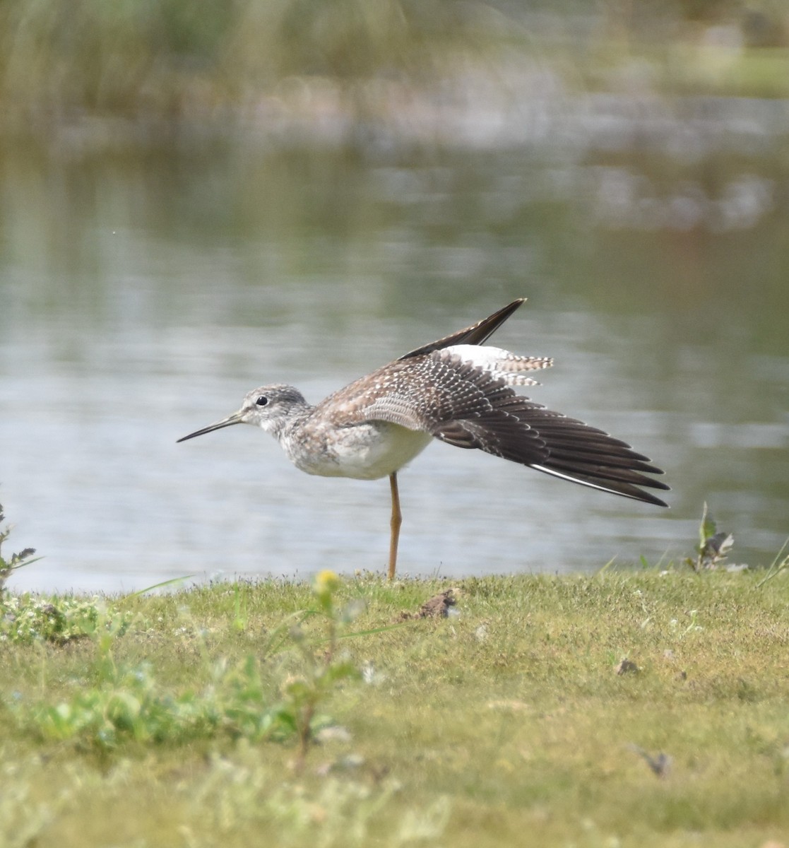 Greater Yellowlegs - ML622940674