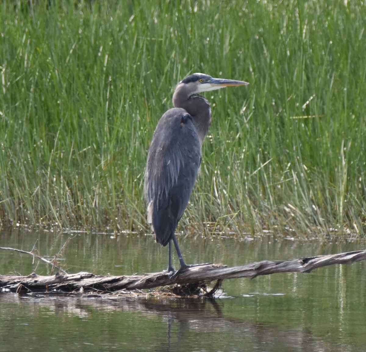 Great Blue Heron (Great Blue) - Patrick McAtee