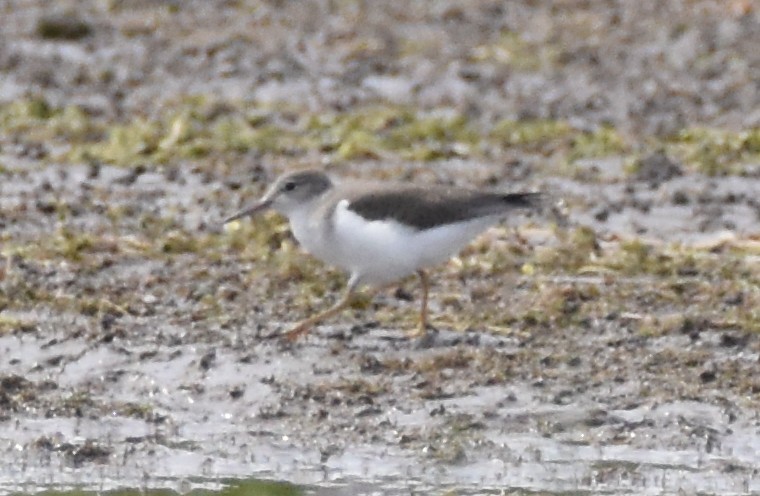 Spotted Sandpiper - ML622940683