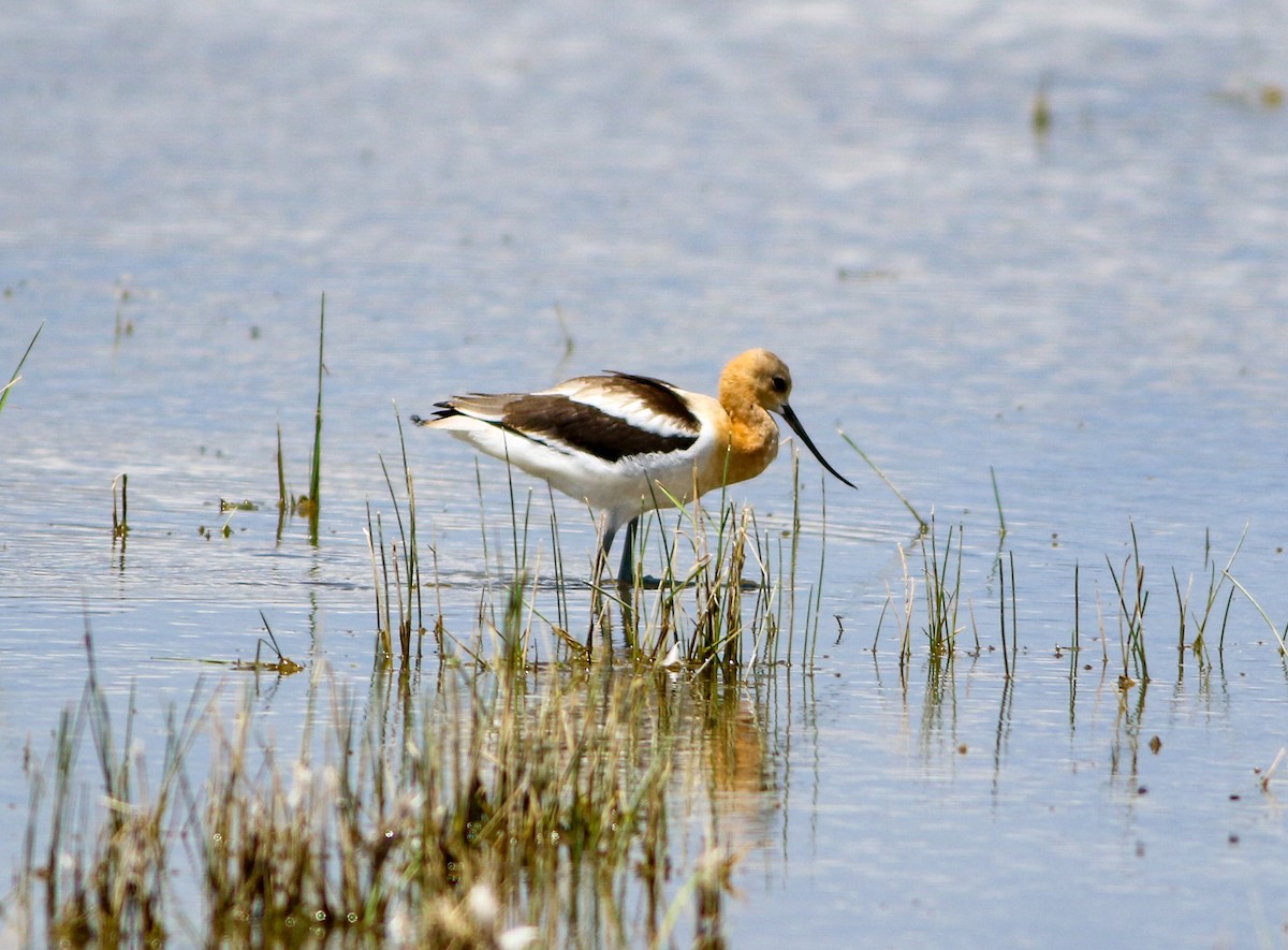 American Avocet - ML622940684
