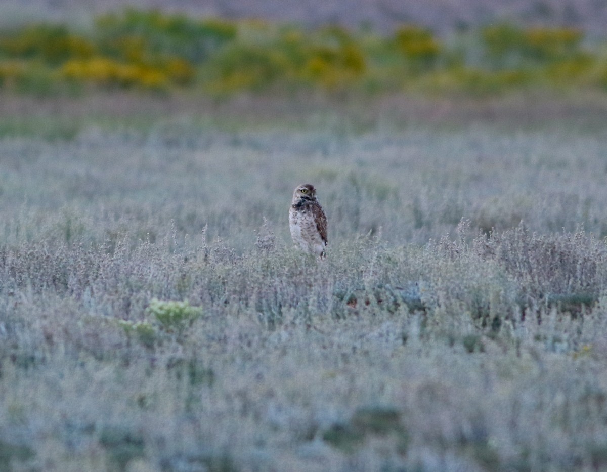 Burrowing Owl - ML622940703