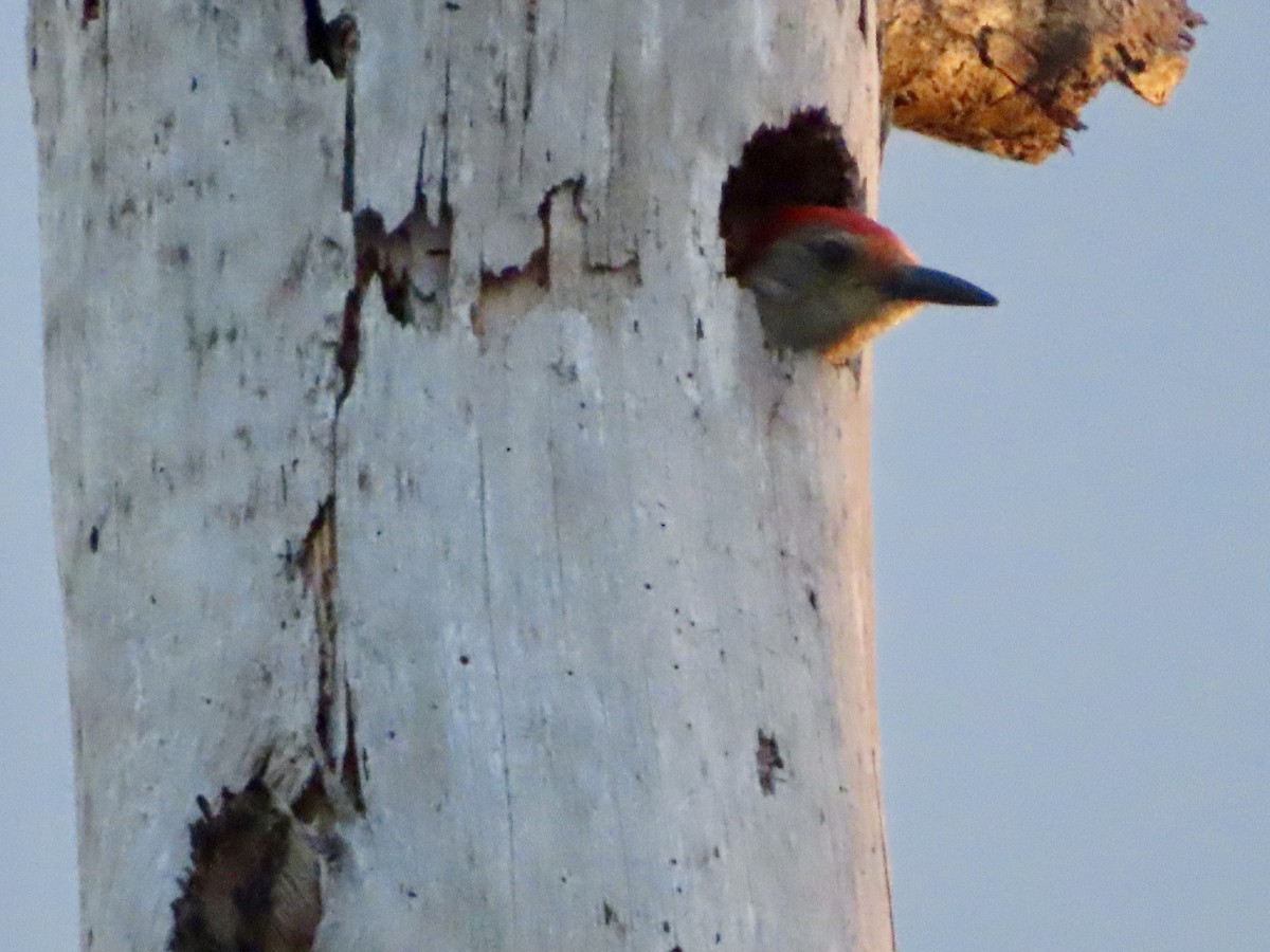 Red-bellied Woodpecker - ML622940725