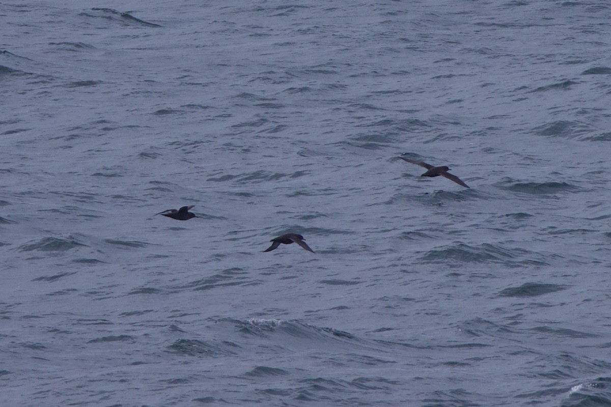 Short-tailed Shearwater - ML622940760