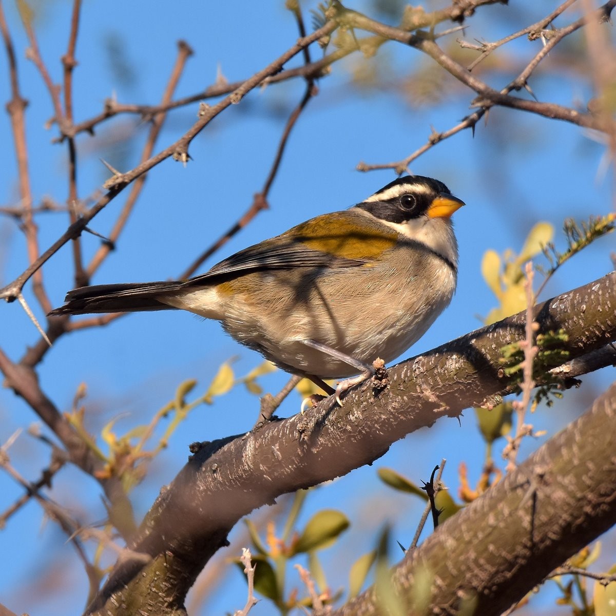 Moss-backed Sparrow - Carlos De Biagi