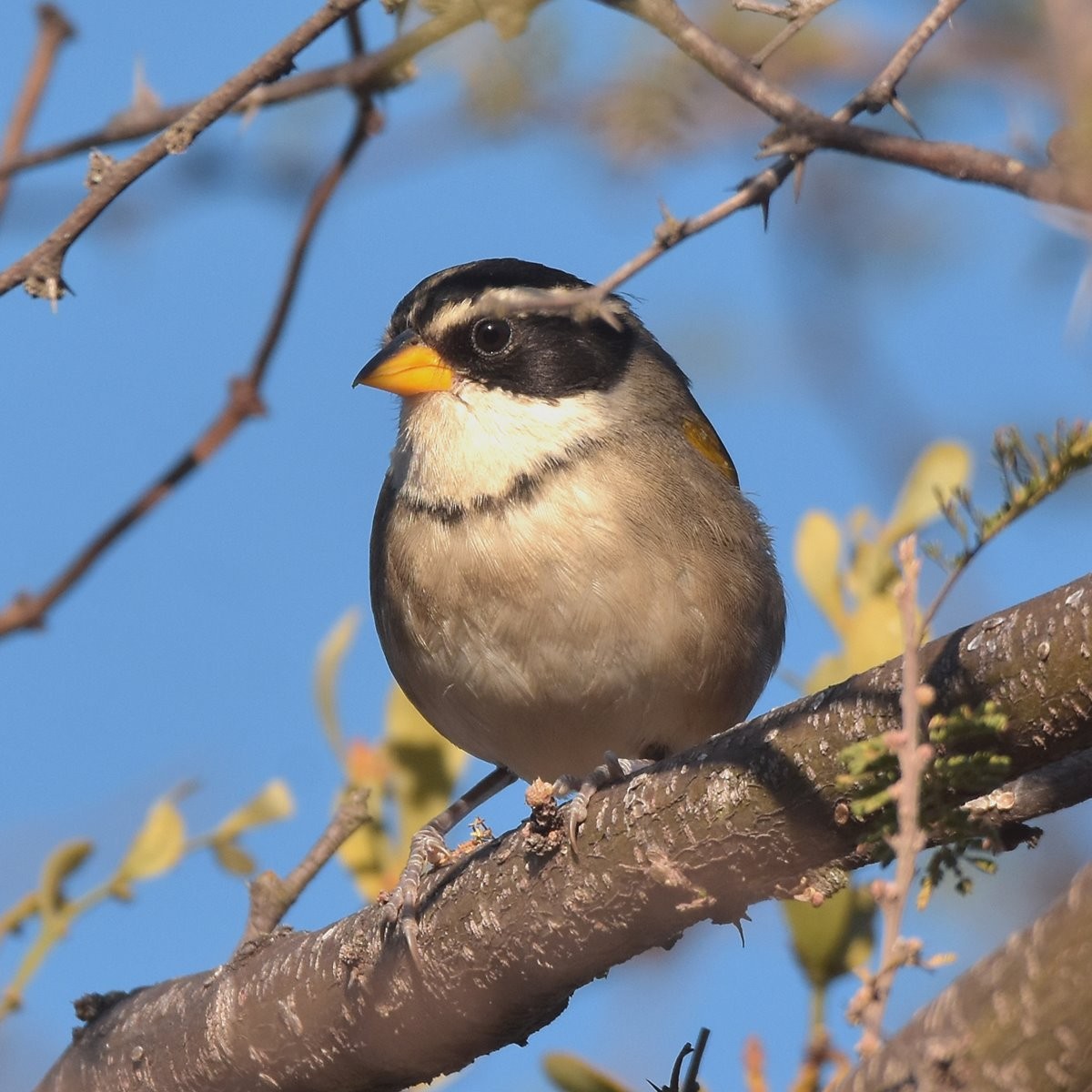 Moss-backed Sparrow - ML622940809