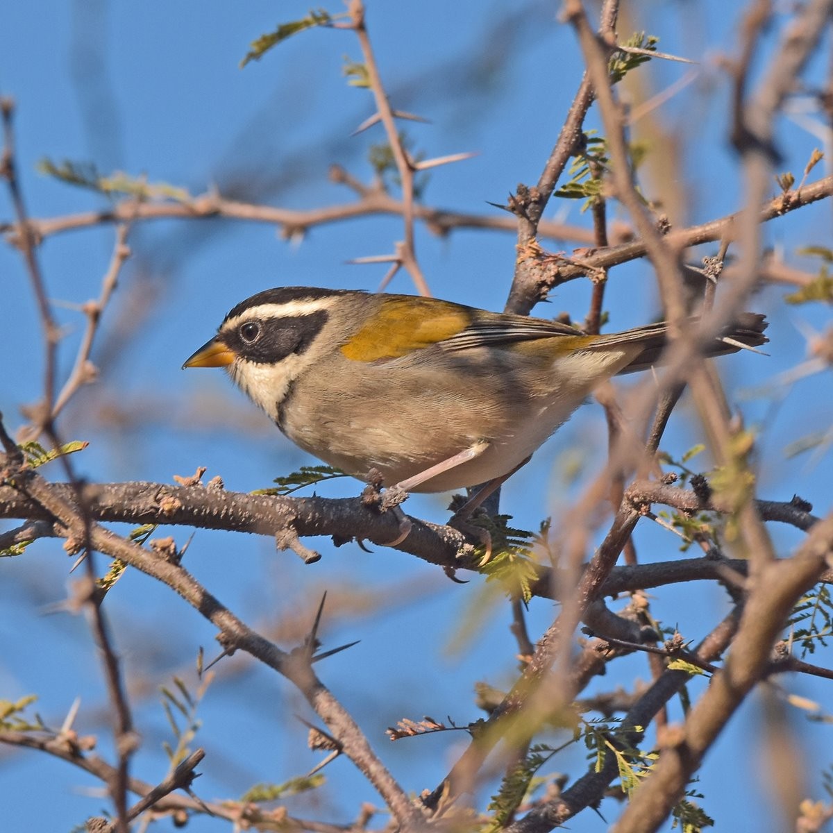 Moss-backed Sparrow - ML622940810