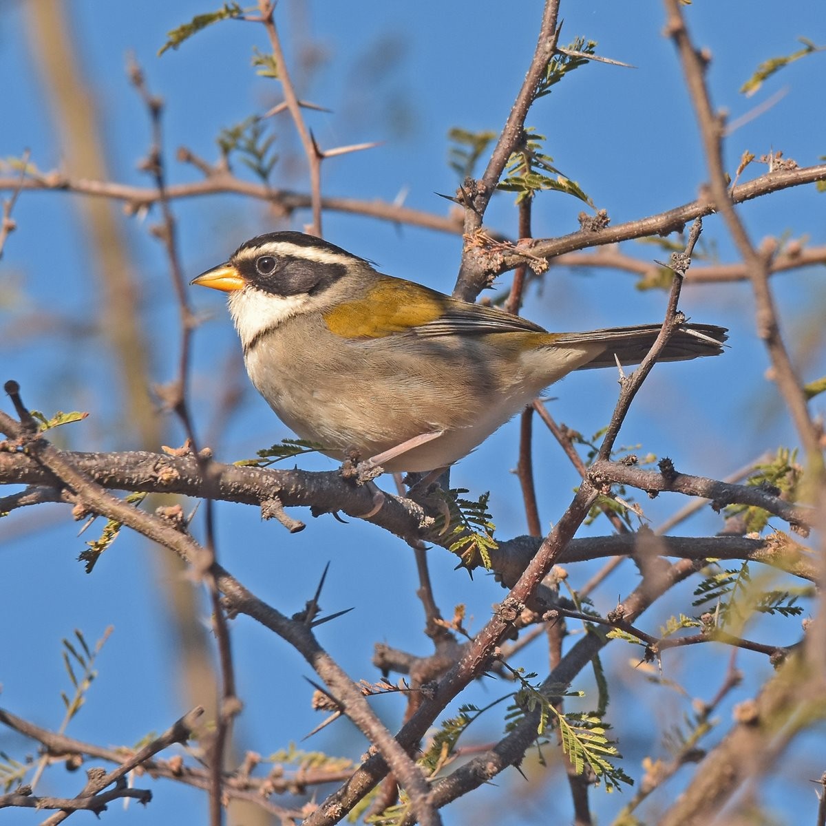 Moss-backed Sparrow - ML622940811