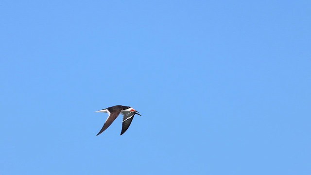 Black Skimmer - ML622940820