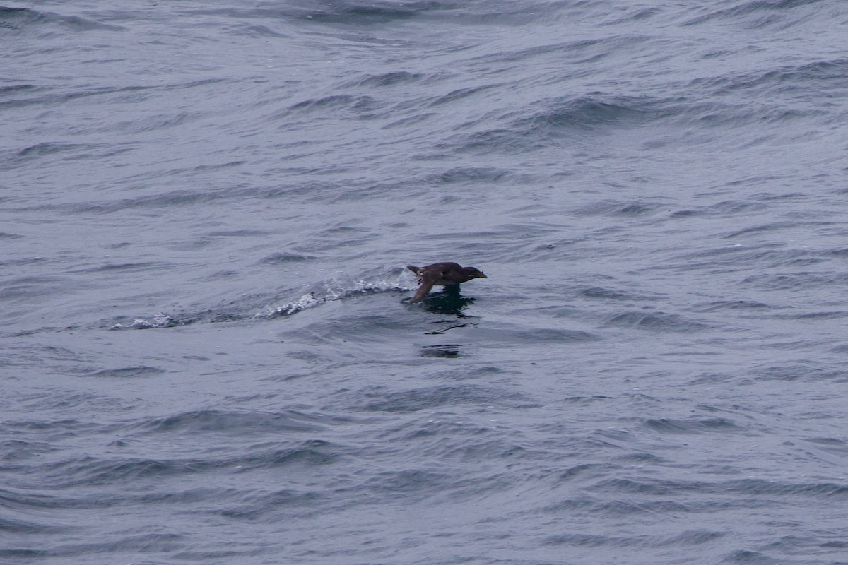Rhinoceros Auklet - ML622940827