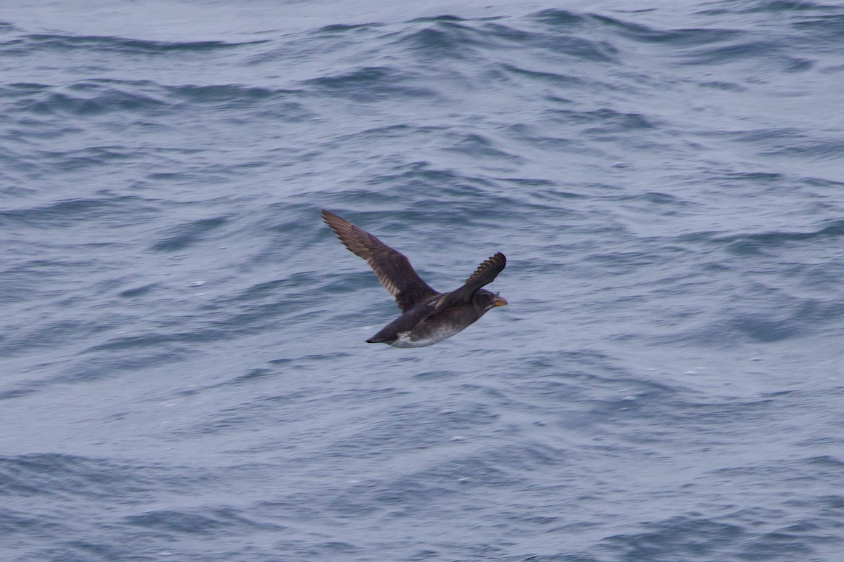 Rhinoceros Auklet - ML622940846