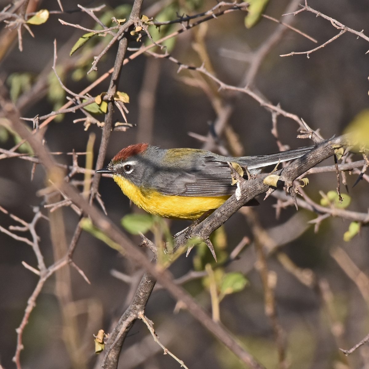 Brown-capped Redstart - ML622940852