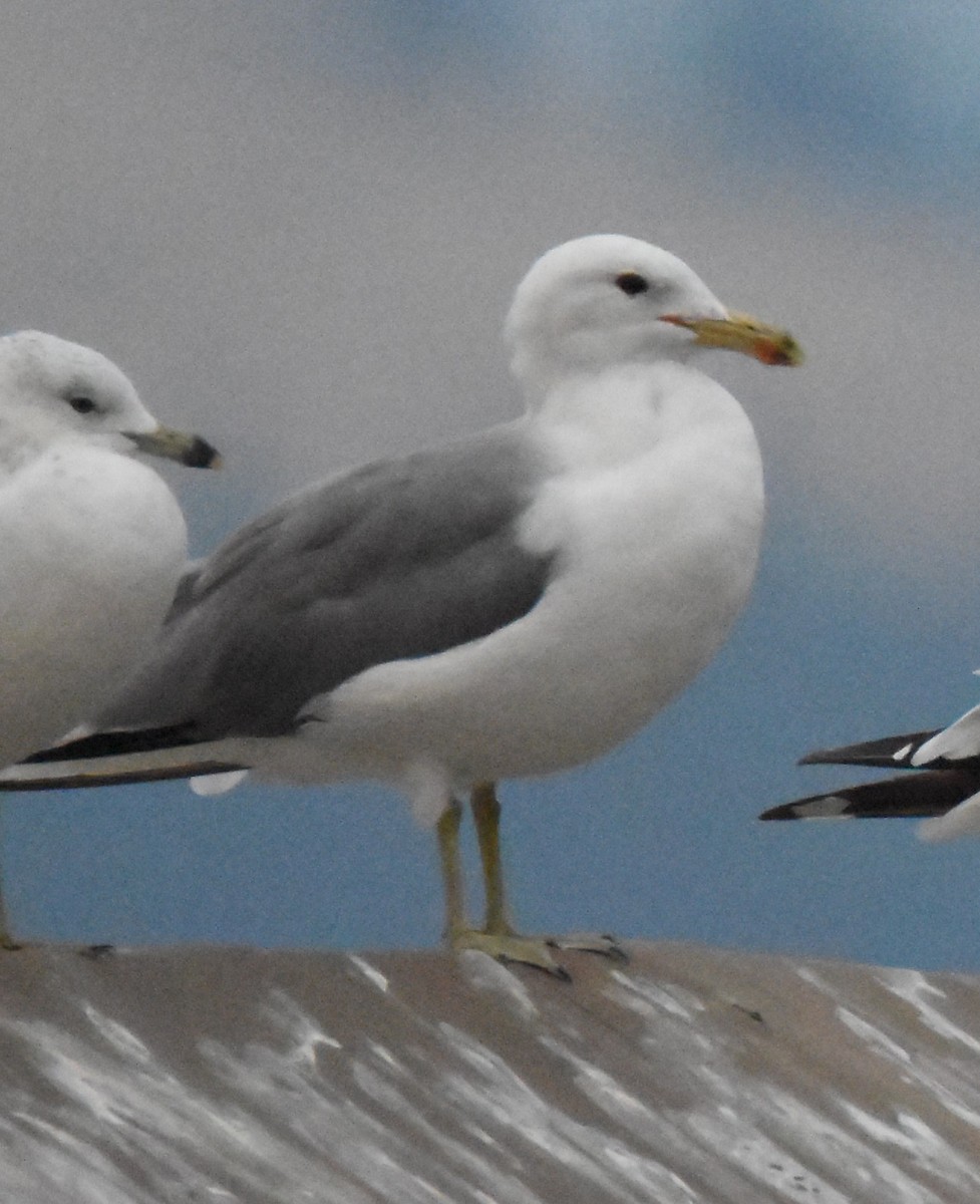 California Gull - Patrick McAtee