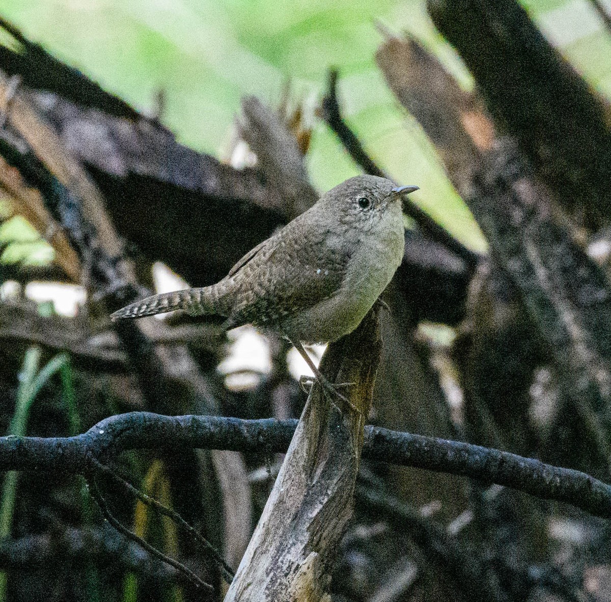 House Wren - Dave Eslinger