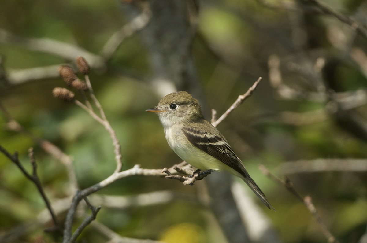 Least Flycatcher - ML622940866