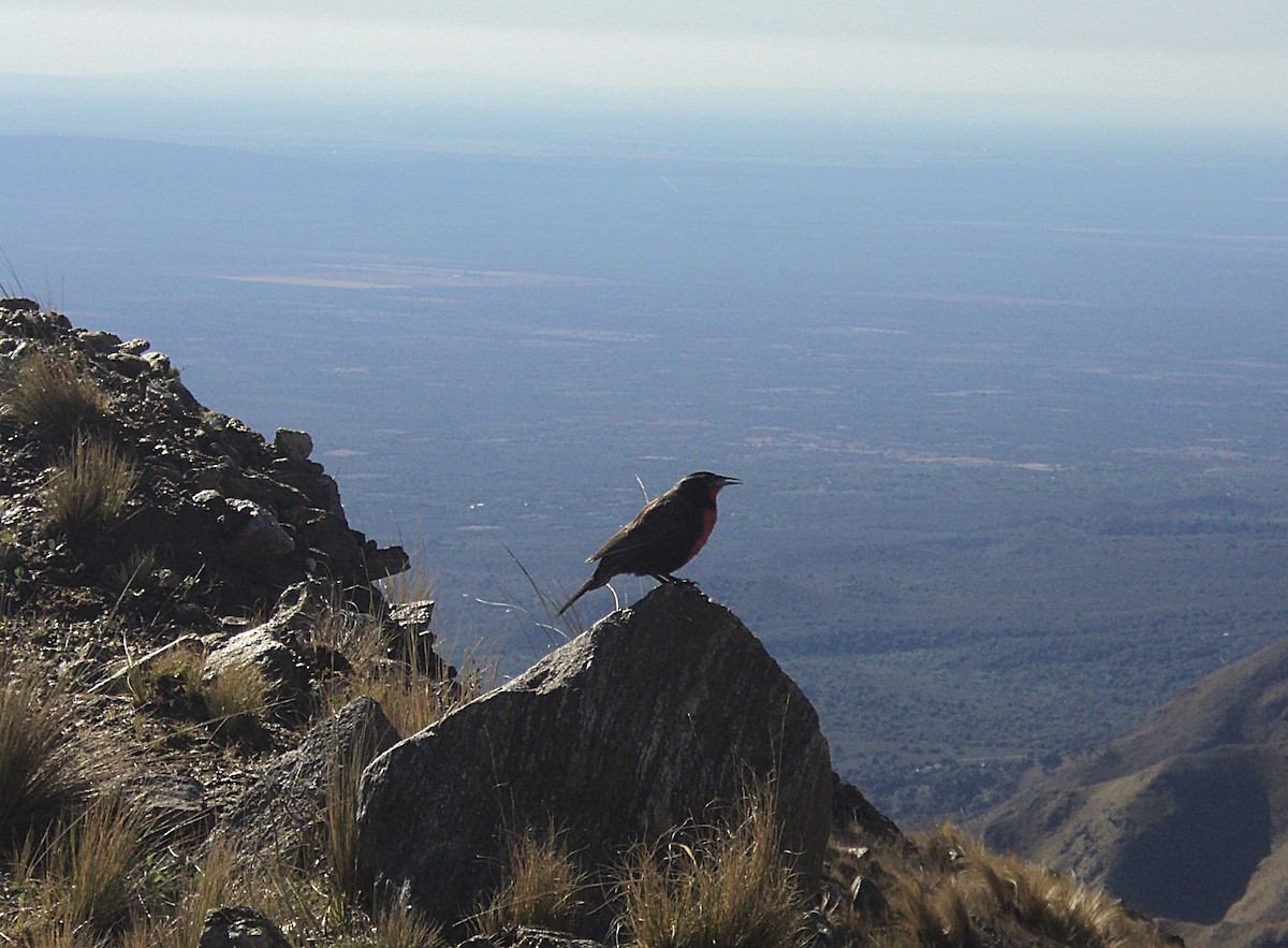 Long-tailed Meadowlark - ML622940867