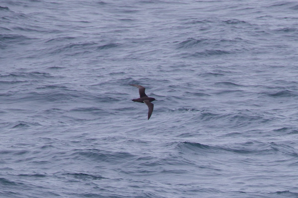 Sooty Shearwater - ML622940877