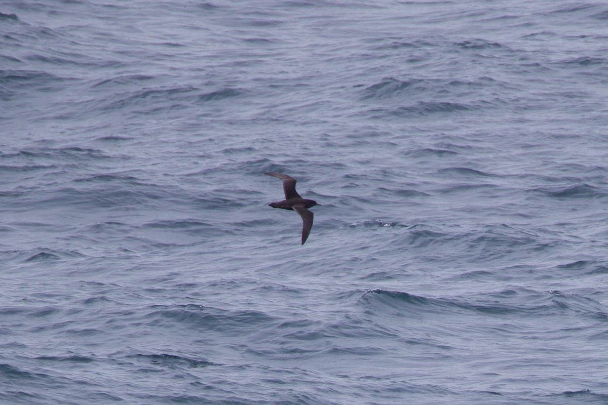 Sooty Shearwater - Michael St John