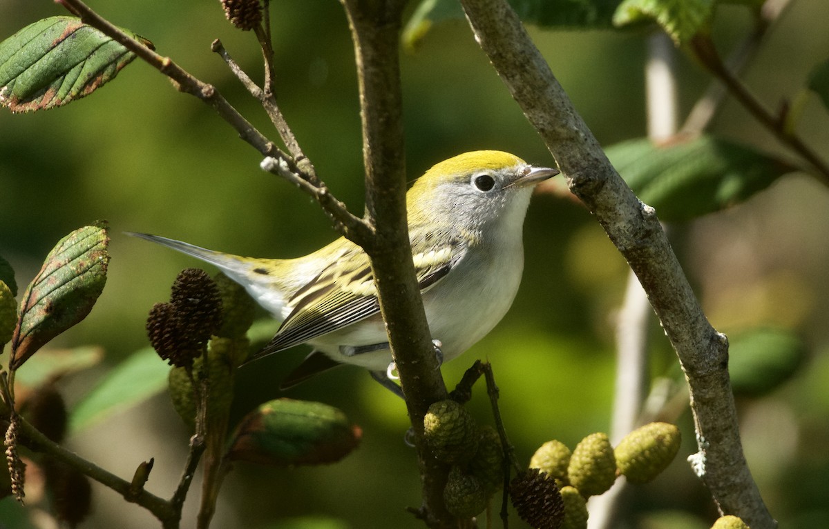 Chestnut-sided Warbler - ML622940879