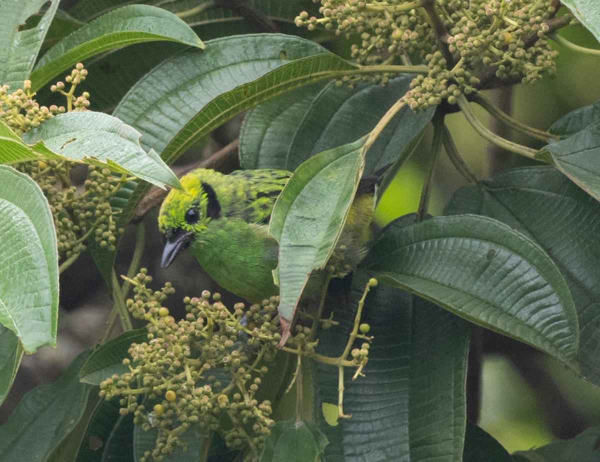 Emerald Tanager - Jim Scarff