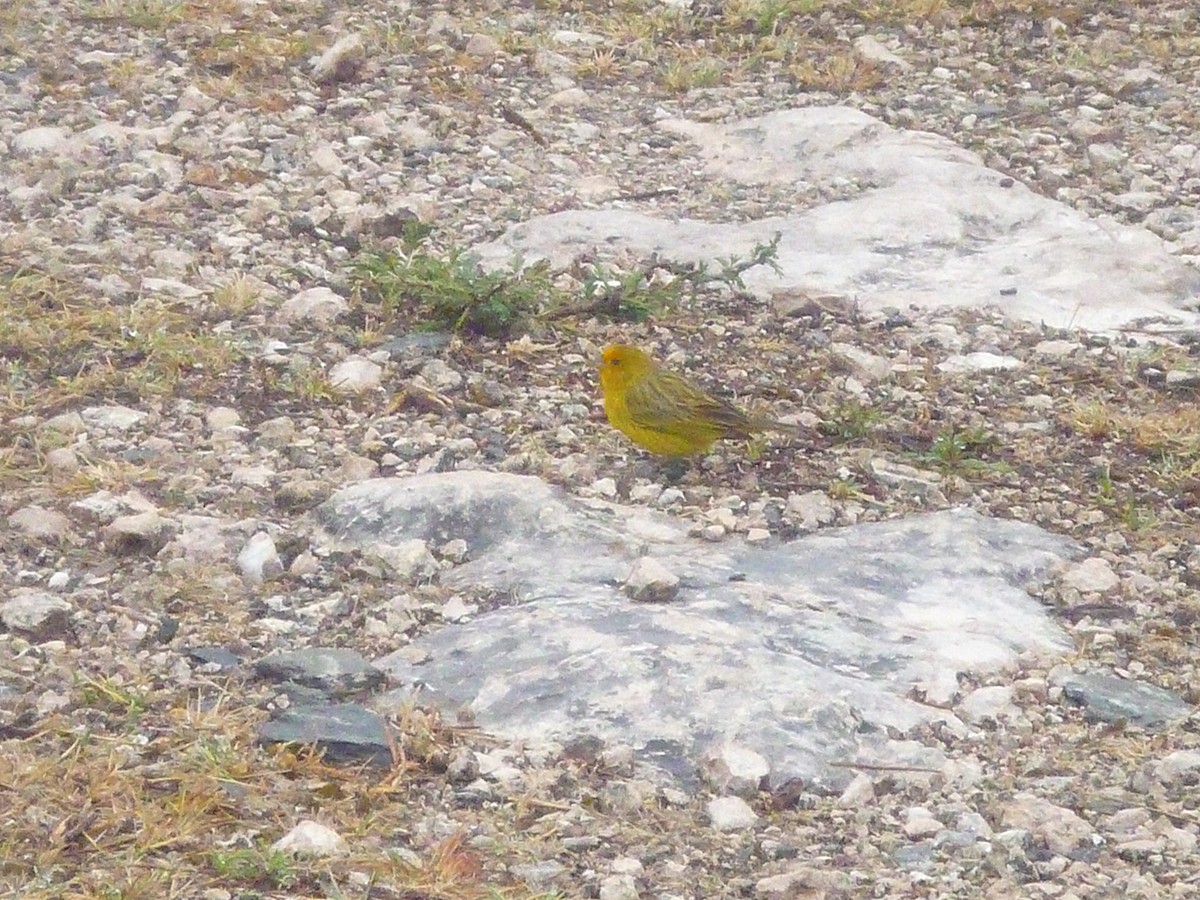 Saffron Finch - ML622940909