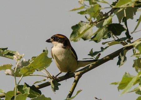 Woodchat Shrike - ML622940919
