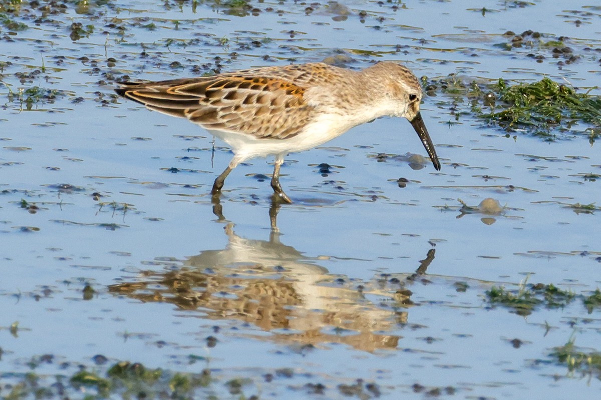 Bergstrandläufer - ML622940953