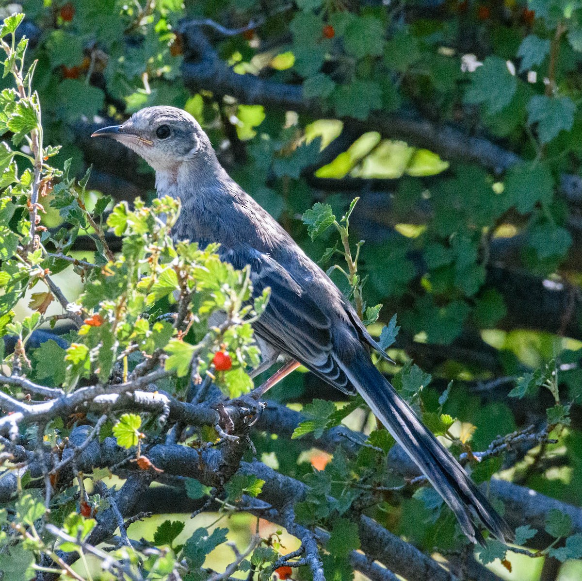 Northern Mockingbird - Dave Eslinger