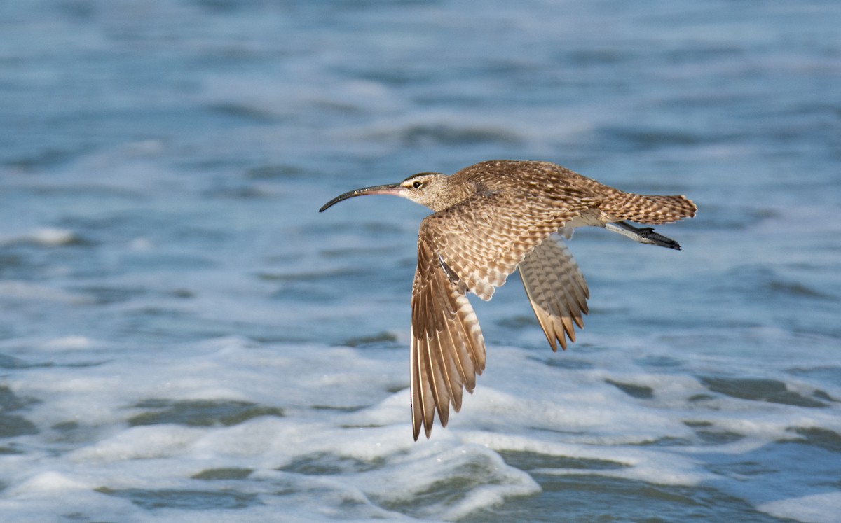 Whimbrel - ML622941203