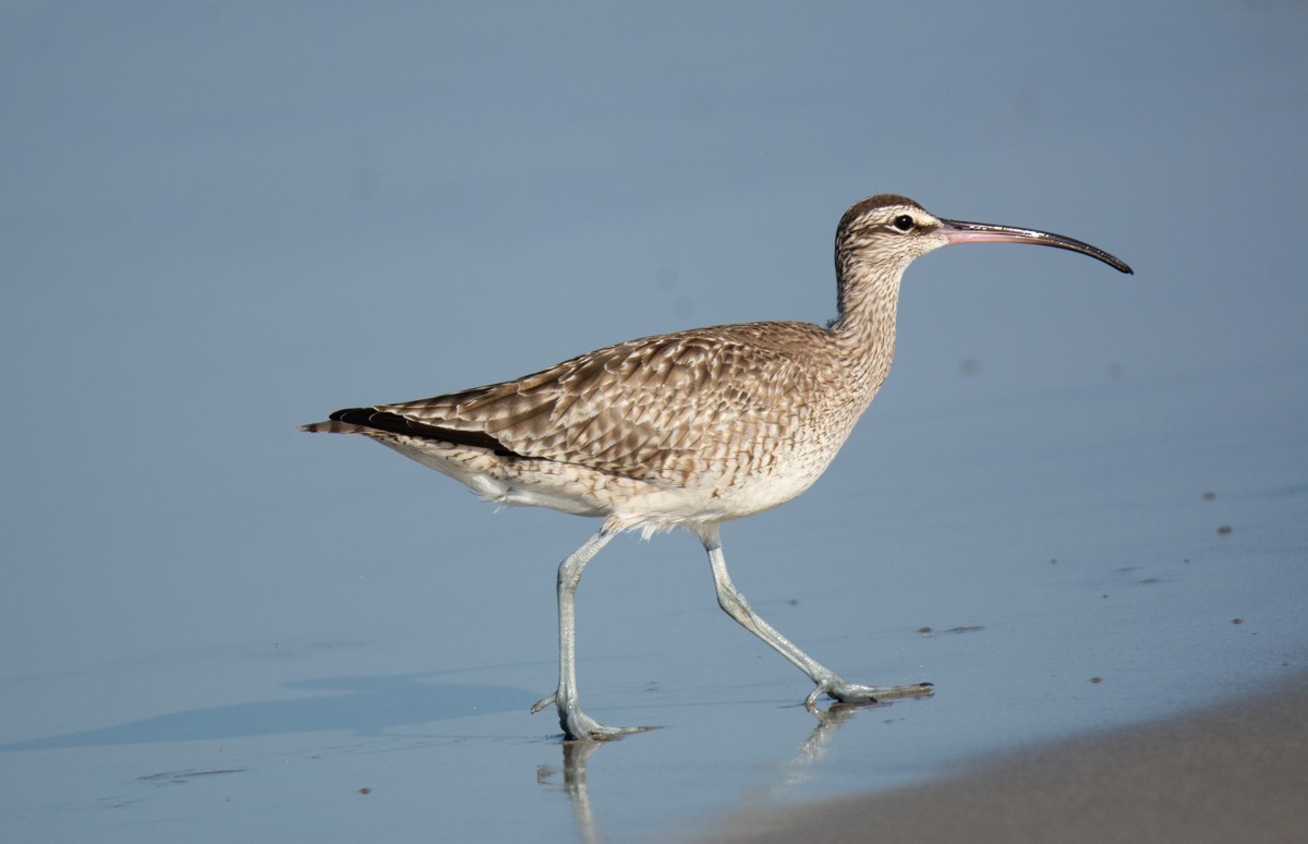 Whimbrel - ML622941204