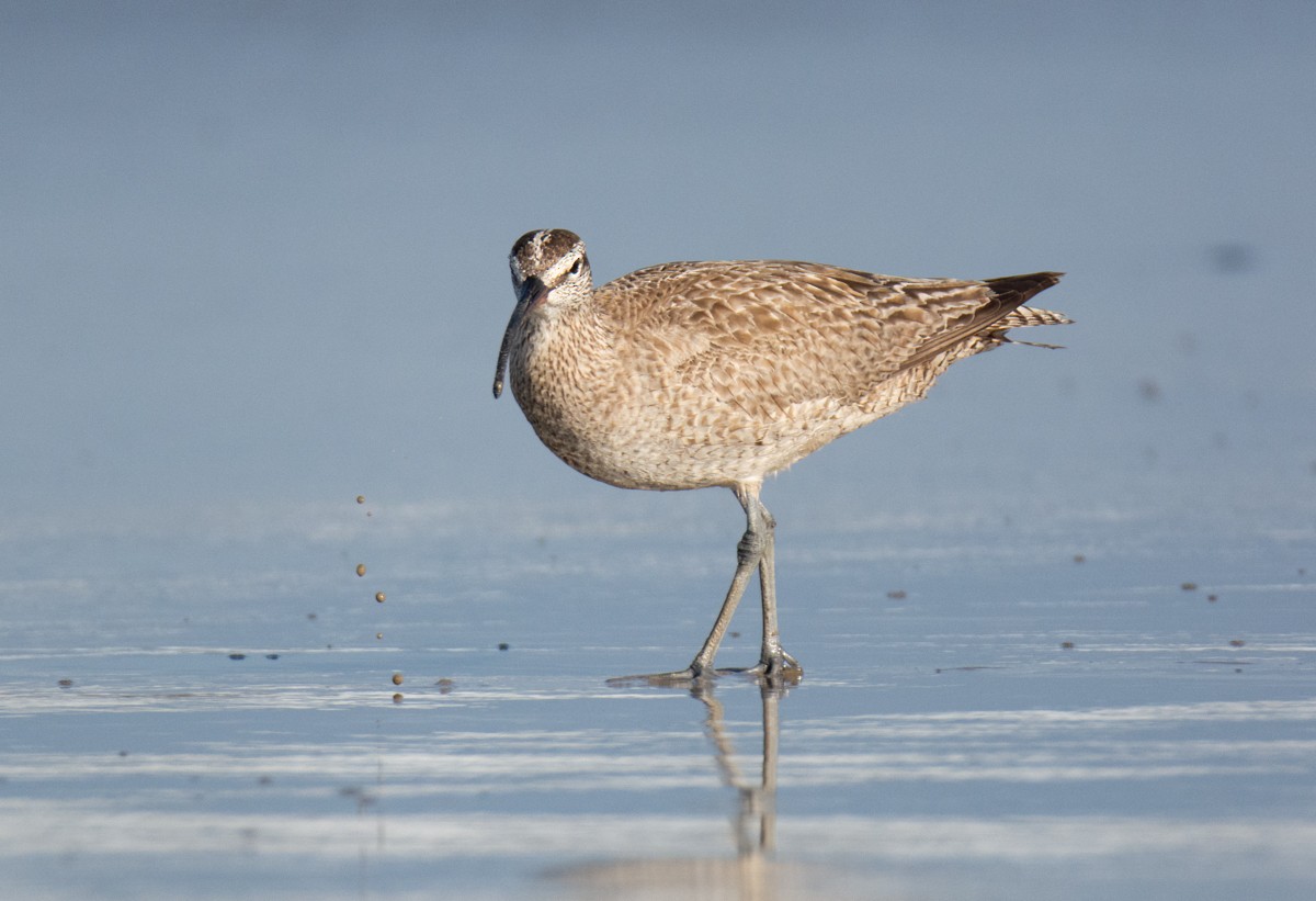 Whimbrel - ML622941205