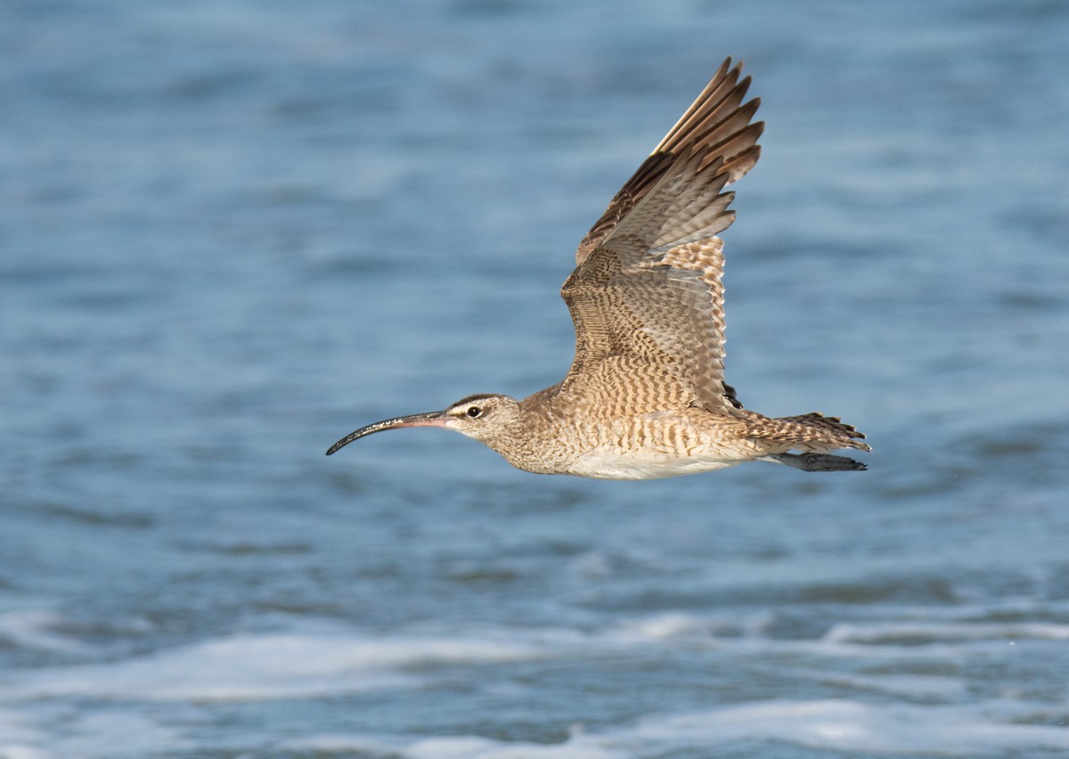 Whimbrel - ML622941206