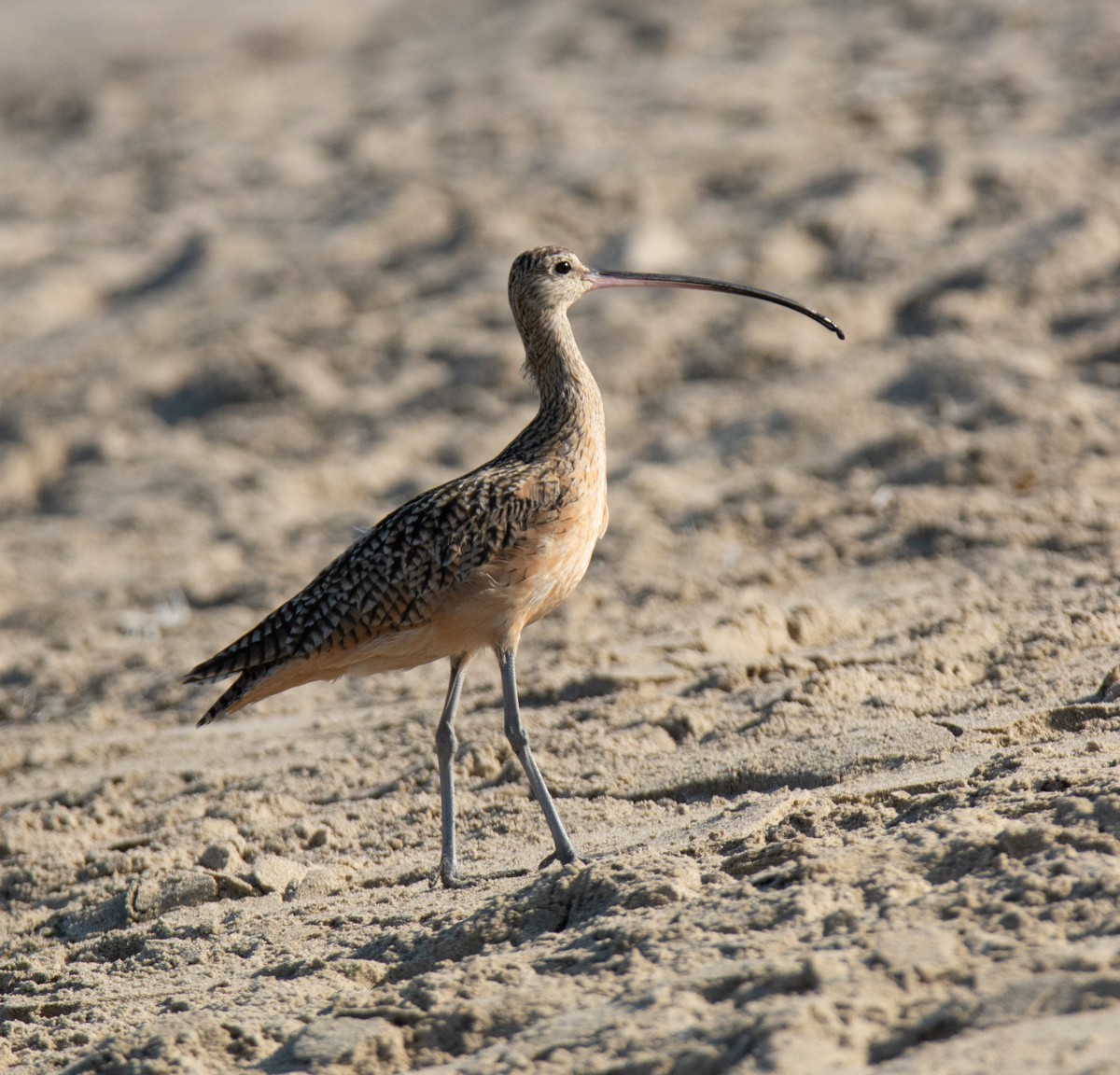 Long-billed Curlew - ML622941208