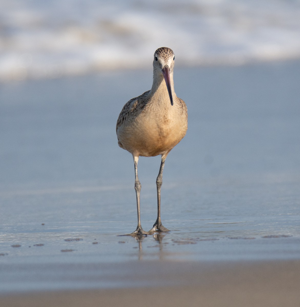 Marbled Godwit - ML622941223