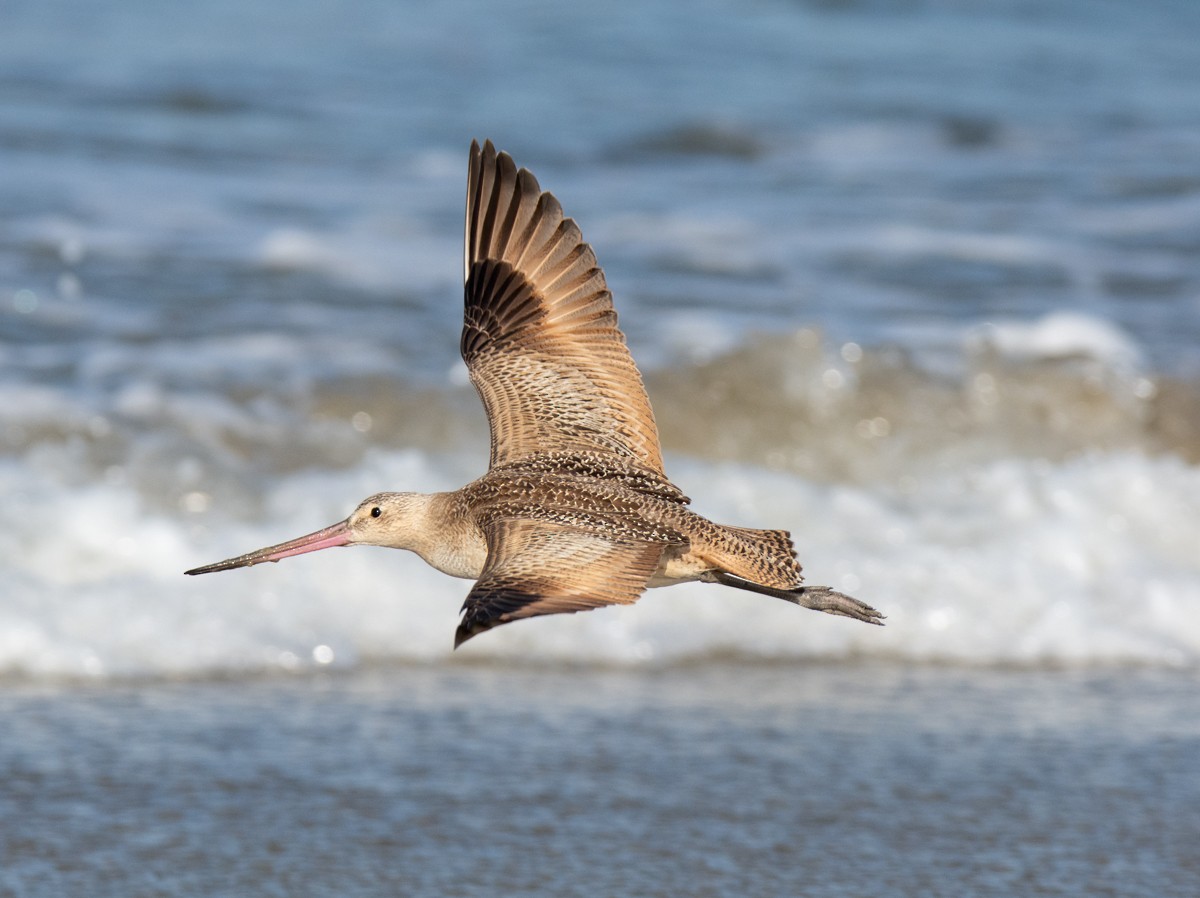 Marbled Godwit - ML622941226