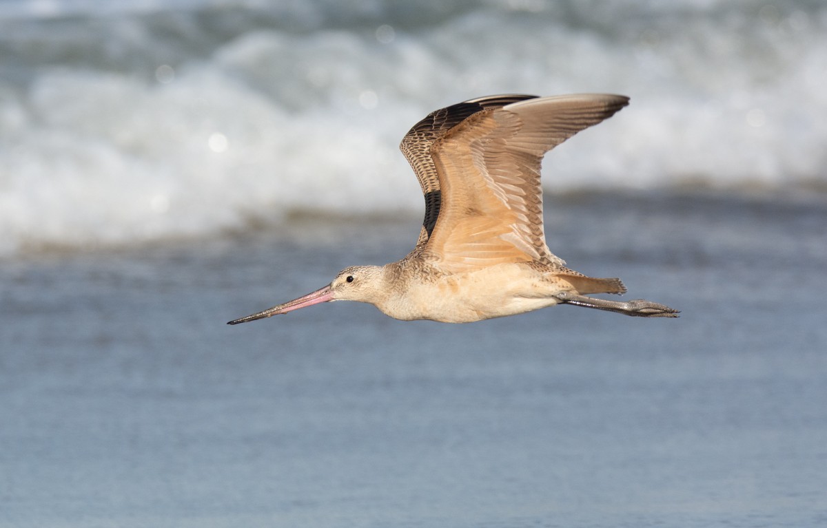 Marbled Godwit - ML622941227