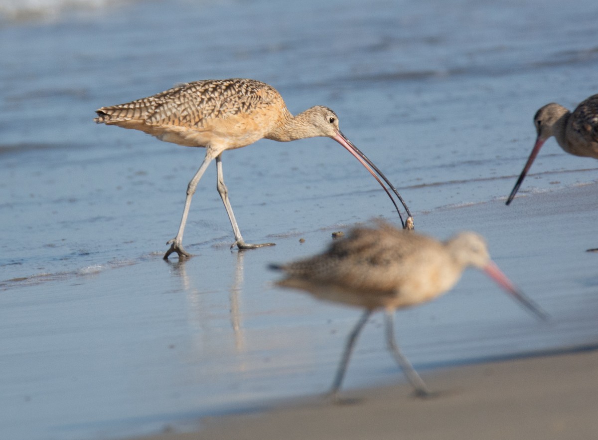 Long-billed Curlew - ML622941240