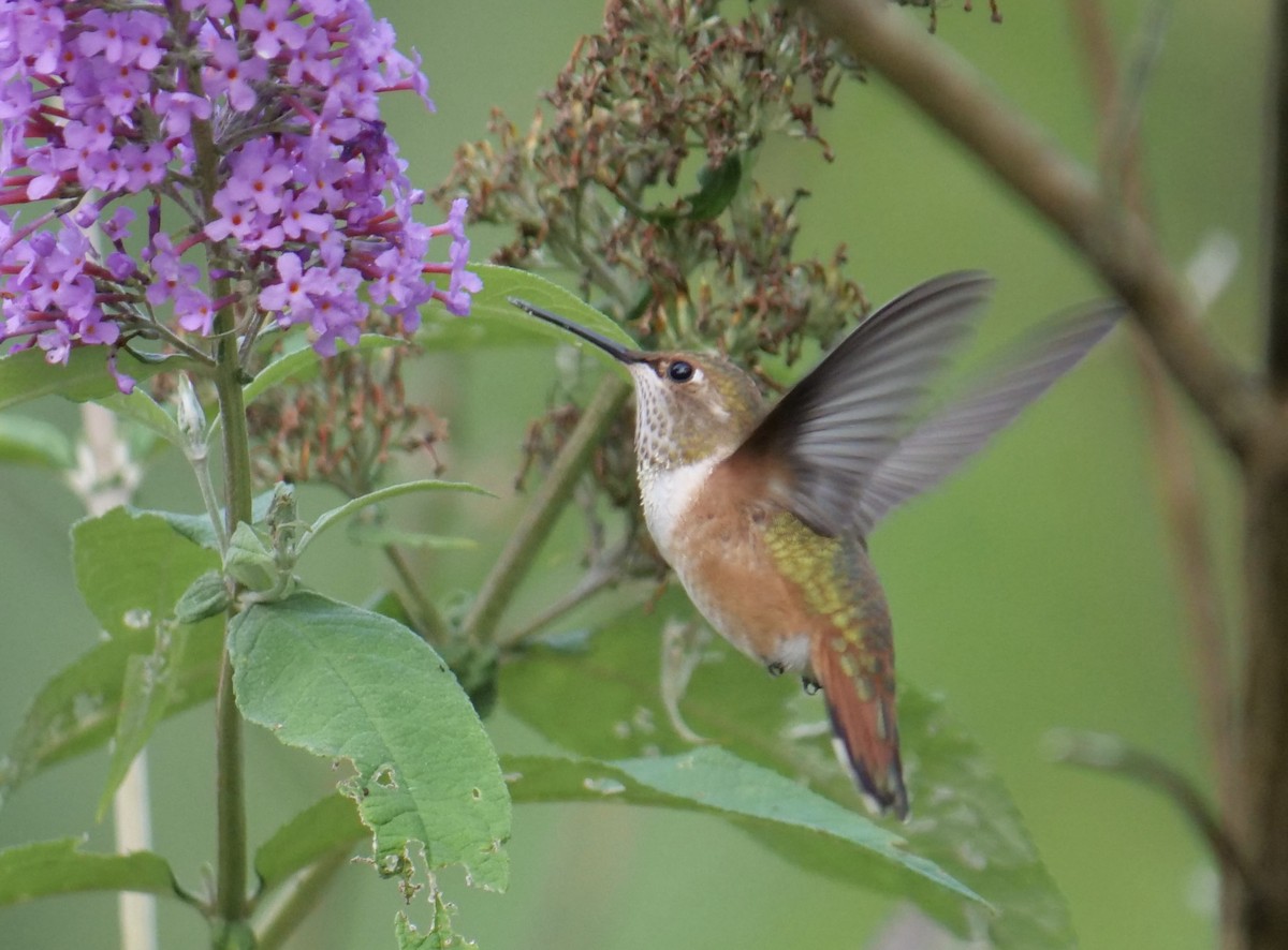 Rufous Hummingbird - ML622941252