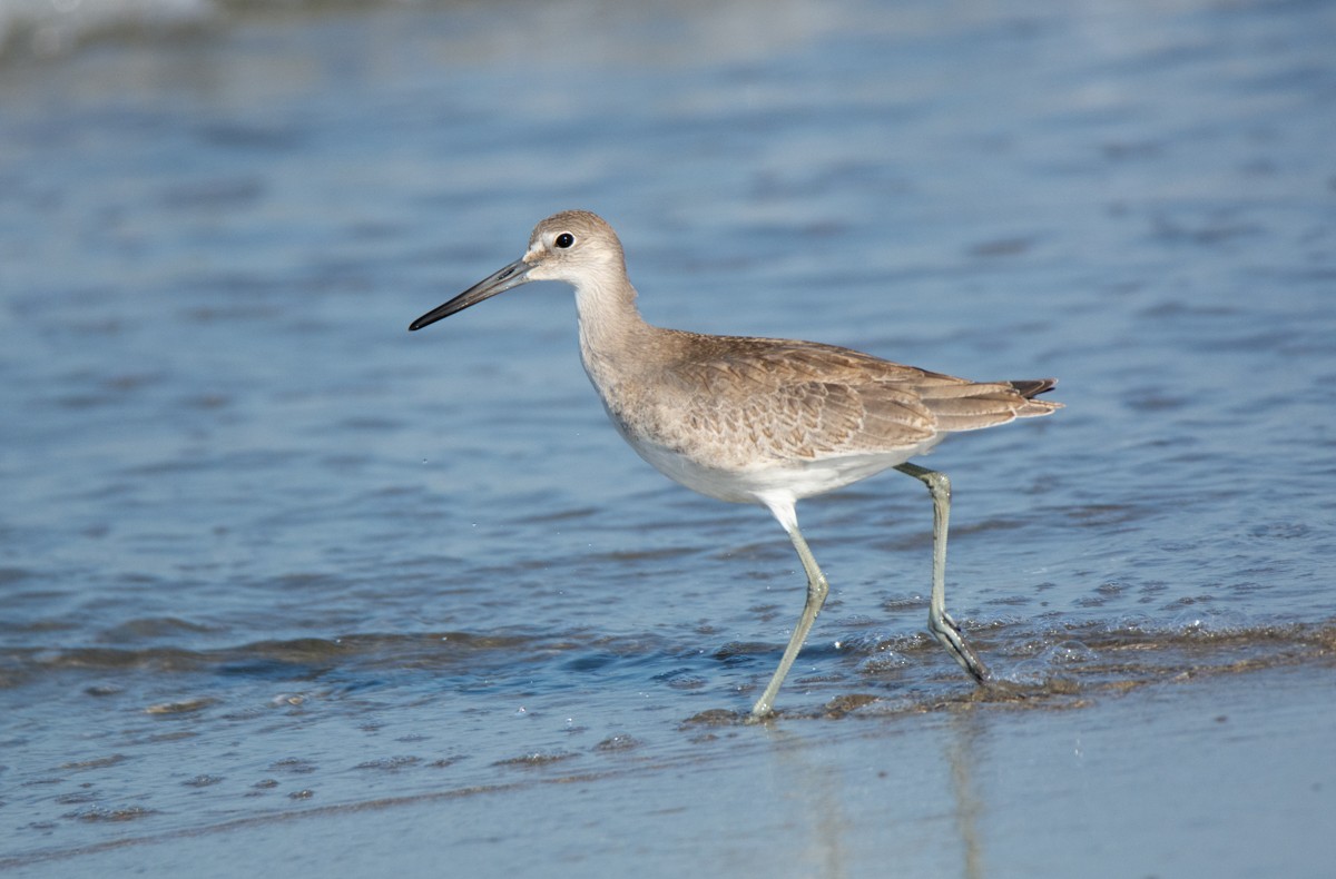 Willet - ML622941255