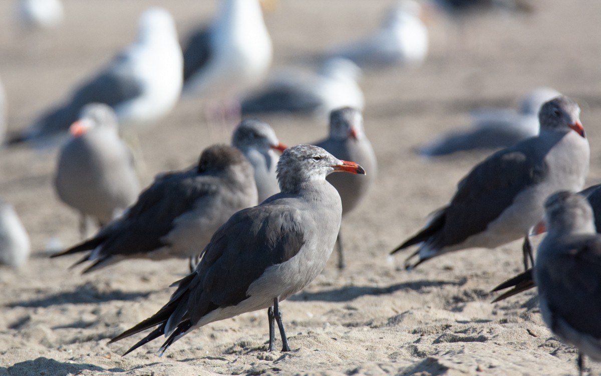 Heermann's Gull - ML622941275