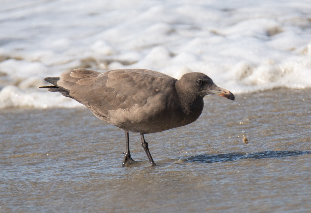 Heermann's Gull - ML622941277