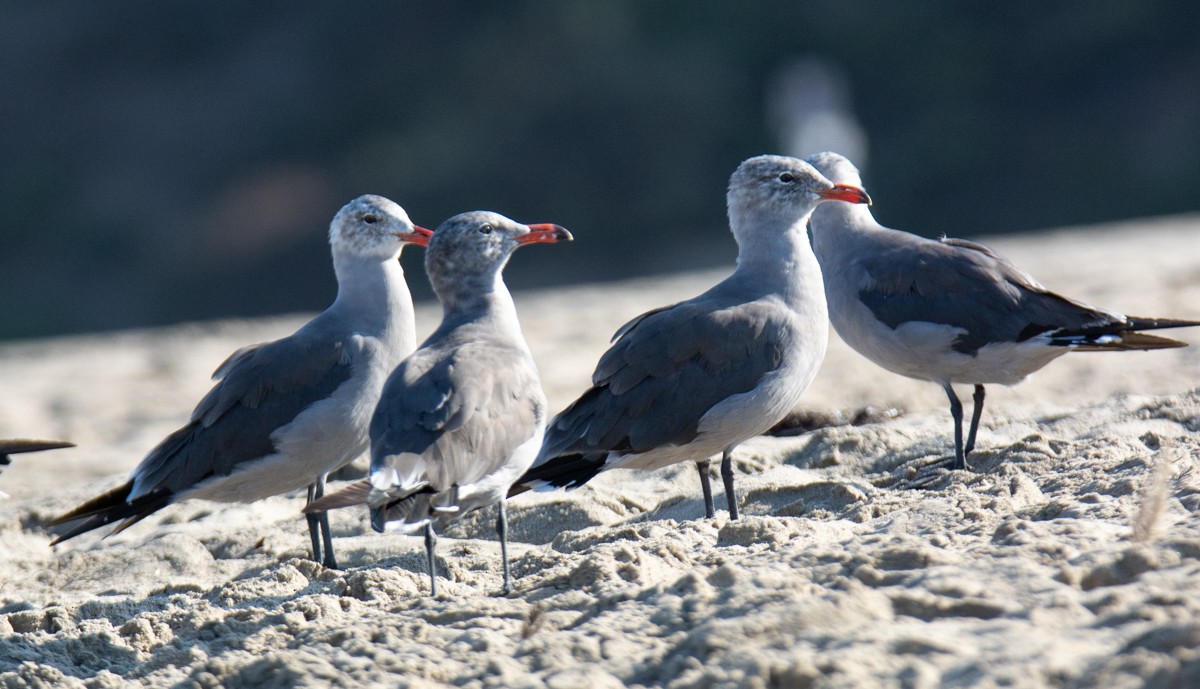 Heermann's Gull - Kim Moore