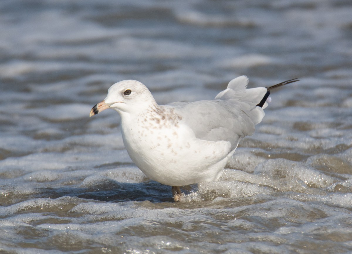 Ring-billed Gull - ML622941307